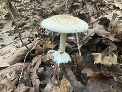 Amanita rhopalopus
