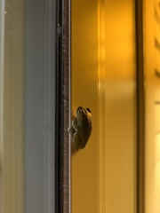 Hyla versicolor