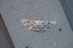 Stenoporpia pulmonaria