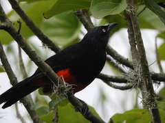 Hypopyrrhus pyrohypogaster