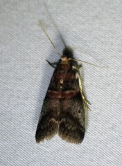 Acrobasis