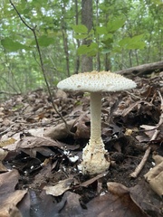 Amanita rhopalopus