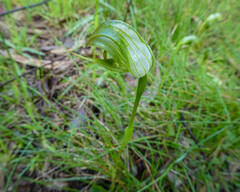 Pterostylis curta × nutans