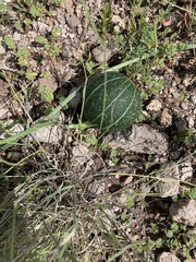 Cucurbita digitata