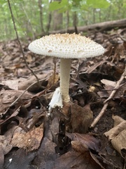 Amanita rhopalopus