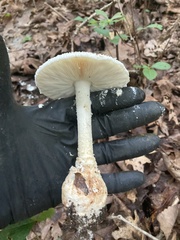 Amanita rhopalopus
