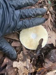 Amanita rhopalopus