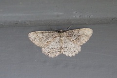 Neoalcis californiaria