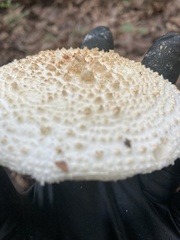 Amanita rhopalopus
