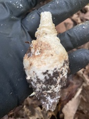 Amanita rhopalopus