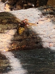 Vespa crabro
