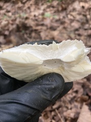 Amanita rhopalopus