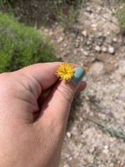 Thelesperma megapotamicum
