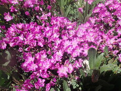 Epilobium obcordatum