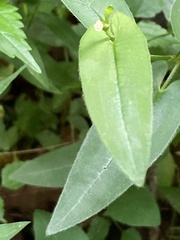 Persicaria sagittata
