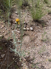 Thelesperma megapotamicum