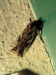 Autographa precationis