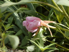 Oenothera cespitosa