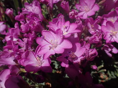 Epilobium obcordatum