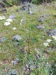 Kitagawia baicalensis