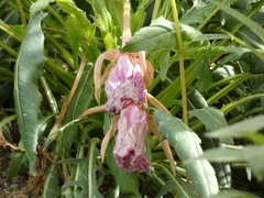 Oenothera cespitosa