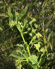 Symphytum officinale