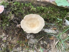 Fungi