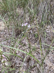Saponaria officinalis
