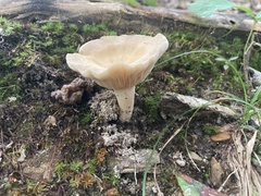 Fungi