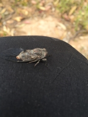 Atrapsalta furcilla