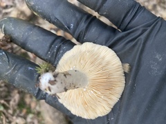 Fungi