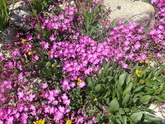 Epilobium obcordatum