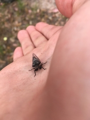 Atrapsalta furcilla
