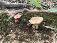 Fungi