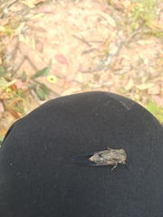 Atrapsalta furcilla