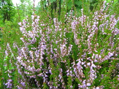 Calluna vulgaris