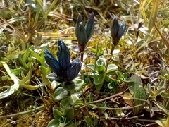 Gentiana glauca