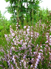 Calluna vulgaris