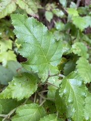 Acer ginnala