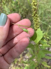 Ipomoea cristulata