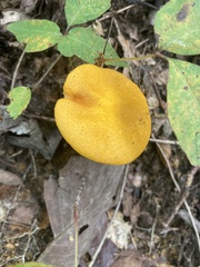 Fungi