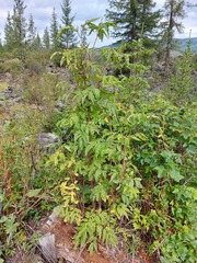 Sambucus sibirica