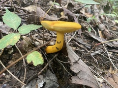Fungi