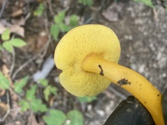Fungi