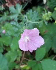 Malva alcea