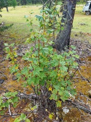 Ribes altissimum