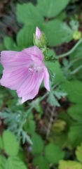 Malva alcea
