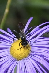 Sphecidae