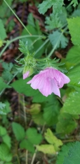 Malva alcea