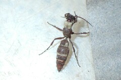 Typhoctes peculiaris